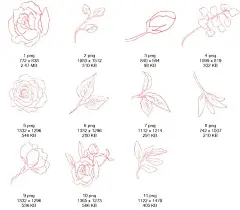 手绘简笔画铅笔描边玫瑰花卉树叶贺卡PNG免抠平面设计素材