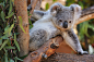 Posing koala joey by LisaDiazPhotos