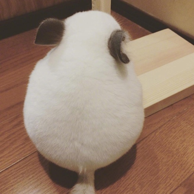 龙猫背影杀简直犯规一个转身可爱到窒息0767676767