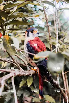 鸟 美丽的壁纸 森林 自然 在 动物群 顶峰 钢笔 全身羽毛
