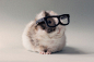 Hipster Guinea Pig | Cutest Paw