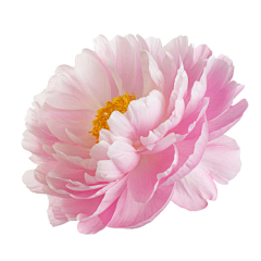 芝士小泡芙采集到花卉植物素材
