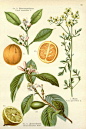 Citrus limon (L.) Osbeck, Citrus aurantium L., Ruta graveolens L. | Losch, F., Kräuterbuch, unsere Heilpflanzen in Wort und Bild, Zweite Auflage (1905)
