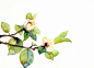 古风素材/古风底图/古风花/古风植物/唯美古风底图/古风纯排底图/古风纯排素材/古风溶图素材/云起书院/晋江文学城/红袖添香/起点女生网/恰饭工作室