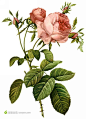 外国玫瑰花插图绘画