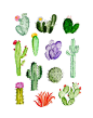 'Cacti Study' by Shannon Kirsten