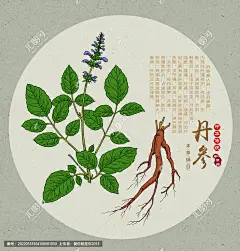 丹参 手绘丹参 药材 医草 手绘值物花草 手绘中草药 草药 中草药包装插画 丹参包装插画 草本植物 中草药 中药本草纲目 百草集