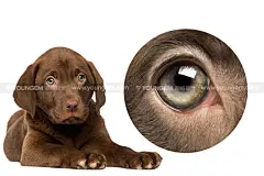 20款拉布拉多宠物犬导盲犬小狗幼犬png免抠插画图片国外设计素材模板