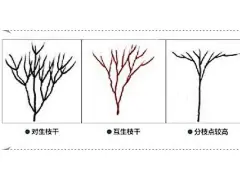 景观手绘第六课｜乔木枝干形态的画法✍️
