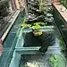 这应该是黄岛第一家别墅天井改锦鲤池的 - 小红书