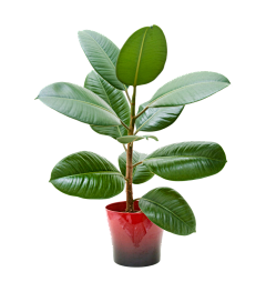 庄子江湖采集到植物