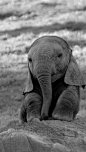 baby elephant: 