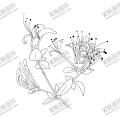 金银花 【酷图网】金银花,园林花卉,花朵,花卉,花草,花蕊,园林风景,花卉大观园,手绘金银花,线描金银花,