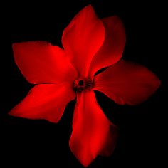 gucdesign采集到colored