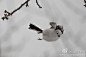 栖息于北海道的候鸟，#银喉长尾山雀# ，呆萌呆萌的可爱小精灵，白色的，洁白无瑕，毛茸茸的