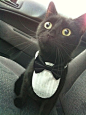 黑白猫,脸部特写 高富帅！
 #喵星人#