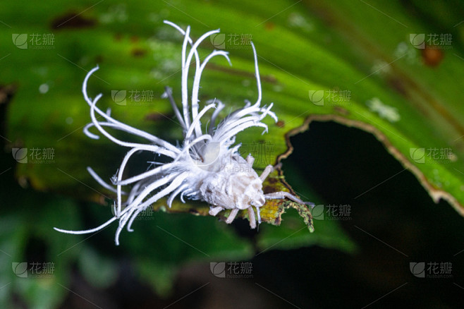 昆虫,婆罗洲岛,奇异的,幼虫,化妆棉球,...