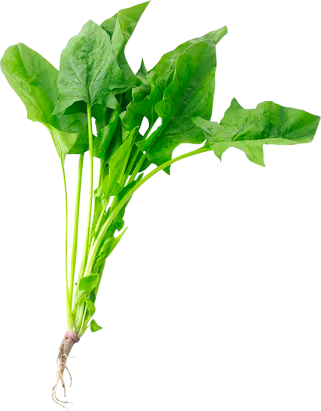 菠菜png