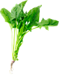 菠菜png
