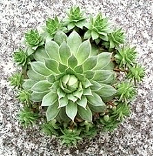 Eat-vinegar采集到Succulent plant& 【多肉植物】