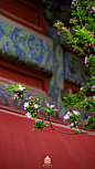 一从梅粉褪残妆，涂抹新红上海棠。 ​​​​cr:故宫博物院 ​​​​