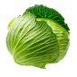 卷心菜-3