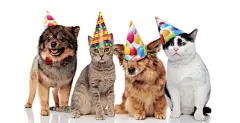 点击来源直接获取大图文件 |一组戴着生日帽的四只搞笑的猫和狗