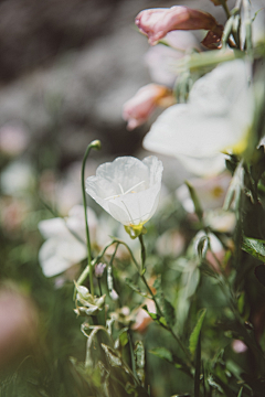 Aling00采集到｛花非花…｝