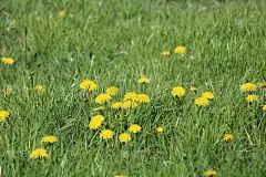 美丽的夏日鲜花，也为蜜蜂，在美丽的草地上