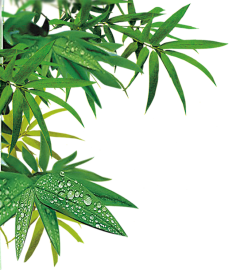 小小燕～采集到端午节