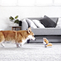 Geordi La Corgi (@lacorgi)的ins主页 · Tofo · Instagram网页版/好用的ins浏览器 (Lookins.me)