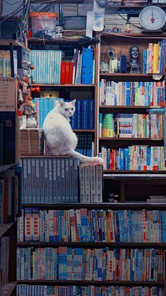 精选可爱小猫咪高清图片手机壁纸