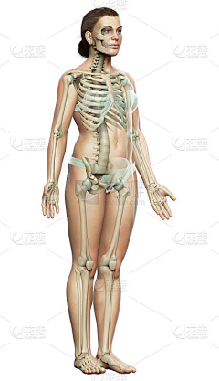 EVA-Z采集到骨骼肌肉