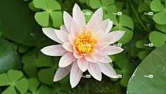 水百合 百合 花卉背景 自然 花壁纸 花 美丽的花朵 莉莉 盛开