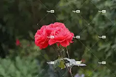 玫瑰 花朵 玫瑰绽放 花瓣 玫瑰花瓣 盛开 花壁纸 花园 开花