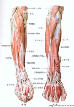 牛奶-泡面采集到人体肌肉骨骼