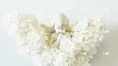 天使 天使的翅膀 高清壁纸 祈祷 开花 全高清壁纸 酷背景