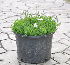 AT·sweet采集到冬季花境植物(成都惠美花境)
