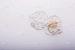 模型冠放置在心脏上