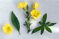 花朵,夜来香,花,叶子,药草_gic7642213_Evening primrose (Oenothera biennis) a few leaves & flowers_创意图片_Getty Images China