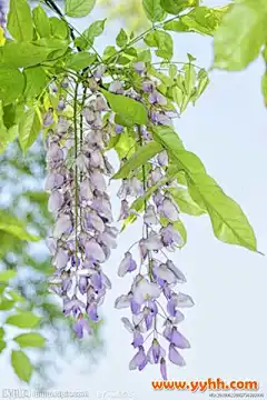 紫藤花图片大全 紫藤花精美图片素材_木本花卉_图库_园艺花卉网