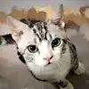 什么设计师