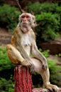 中国猕猴的搜索结果_百度图片搜索