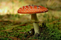 mushroom-6677373_960_720.jpg (960×640)