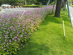 塑料袋米粥采集到植物灌木地被