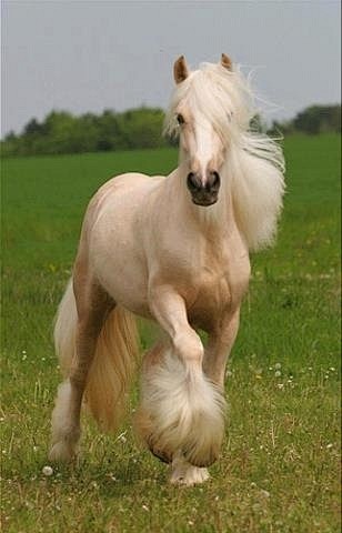 Beautiful palomino g...
