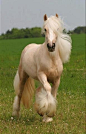 Beautiful palomino gypsy Vanner! #palominos #vanners #horses #equines #pets #companions #animals