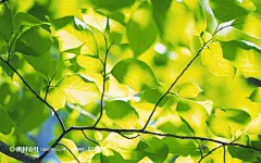 阳光照在树叶上风景高清摄影桌面壁纸图片素材