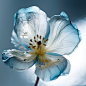 digital flowertransparent_flower_close-up_photograph_single_flower_tr_7