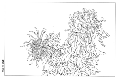 江岸野蕊采集到茶花白描

